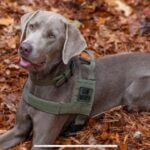 Mississippi Department of Wildlife, Fisheries, and Parks honors K-9 teams on National Dog Day Photos from Mississippi Department of Wildlife, Fisheries, and Parks's post