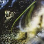 Mississippi Alligator Hunting Season Opens Aug. 28 Here's what to know for the Mississippi Alligator Season 