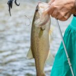 Late summer heat drives fish deeper, anglers advised to seek shade Late summer heat pushing fish deeper?
