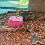 Mississippi Museum of Natural Science Displays Two-Headed Reptile Photos from Mississippi Museum of Natural Science's post