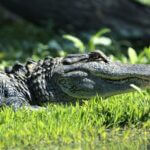 Mississippi Alligator Hunting Season Opens Today Good morning, gator hunters!
