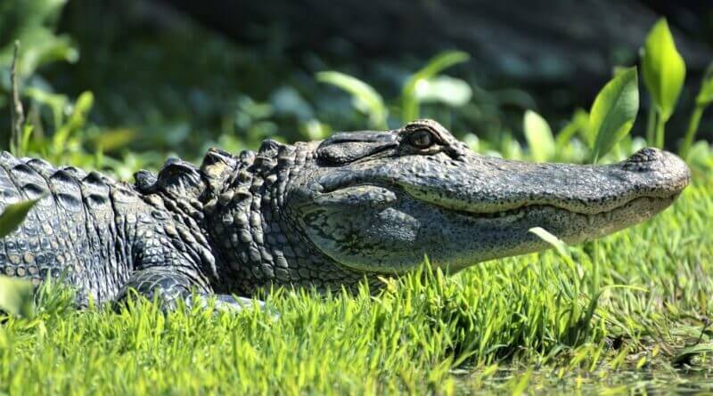 Good morning, gator hunters!