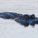 Alligator Facts Ahead of 2026 Hunting Season In honor of the 2026 Alligator Season, here are some cool facts about alligators!