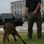 Mississippi K9 officers steal the show with playful antics 🐾 POV: You’re trying to get a serious video of our K9 officers… and they have other plans