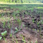 Mississippi wildlife officials highlight importance of planting seed at correct depth for food plots Photos from Mississippi Department of Wildlife, Fisheries, and Parks's post