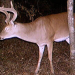 Mississippi wildlife officials offer tips on selecting management bucks Photos from Mississippi Department of Wildlife, Fisheries, and Parks's post