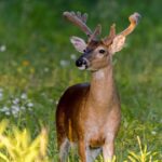 Mississippi Department of Wildlife Explains Buck Antler Cycle Photos from Mississippi Department of Wildlife, Fisheries, and Parks's post