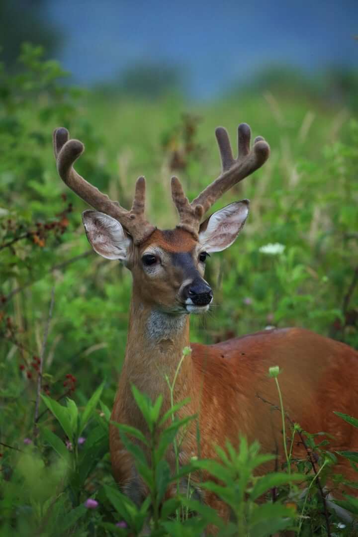 Mississippi Velvet Season set for September 11-13, 2026