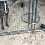 Investigator Looks Into Dog Reported Yesterday For all those concerned about the Dog from the reports yesterday