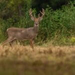Velvet Season 2026 Now Open in Mississippi The 2026 Velvet Season is open!