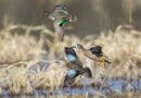 Mississippi’s September Teal Season Opens September 19 Don't miss out on the upcoming September Teal Season starting Saturday, September 19, and running un