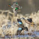 Mississippi's September Teal Season Opens September 19 Don't miss out on the upcoming September Teal Season starting Saturday, September 19, and running un