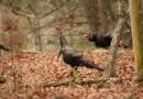 Mississippi wildlife officials highlight seasonal changes in wild turkey behavior Photos from Mississippi Department of Wildlife, Fisheries, and Parks's post