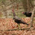 Mississippi wildlife officials highlight seasonal changes in wild turkey behavior Photos from Mississippi Department of Wildlife, Fisheries, and Parks's post