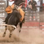 Burnsville Waterway Festival and Rodeo Set This Weekend Cowboy riding a bucking bull at a rodeo, like the bull riding planned at the Burnsville Waterway Festival