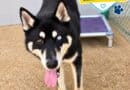Alcorn County roundup, Sept. 29, 2026: Shelter adoption discounts end Wednesday; unemployment at 2.9% Thayer, a husky mix available during the Corinth animal shelter adoption event, with the Empty the Shelters logo