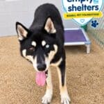 Corinth Animal Shelter Adoption Fees Cut Through Sept. 30 Thayer, a husky mix available during the Corinth animal shelter adoption event, with the Empty the Shelters logo