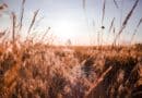 Corinth Weather: Near-90 Heat, Then Rain Chances by Friday Dry golden grass in warm sunlight, illustrating the dry Corinth weather and drought conditions