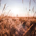 Corinth Weather: Near-90 Heat, Then Rain Chances by Friday Dry golden grass in warm sunlight, illustrating the dry Corinth weather and drought conditions