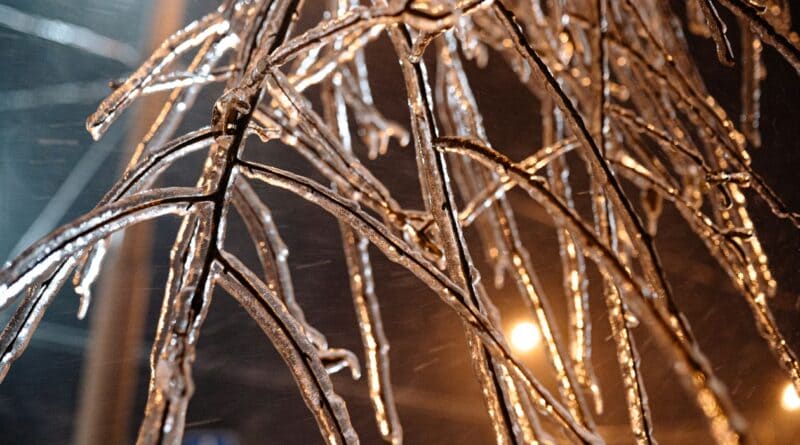 Tree branches coated in ice at night, illustrating the kind of storm the Northeast Mississippi disaster recovery council is preparing for