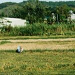 Tishomingo County Vietnam Veteran Returns to Battle Site Farmer tending a rice field in Vietnam, illustrating a Tishomingo County Vietnam veteran's return trip