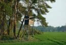 The 5 Best Climbing Tree Stands for Alcorn County Bow Season A wooden hunting stand raised under pine trees in a lush green forest during the day