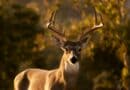 The 5 Best Trail Cameras for North Mississippi Deer Season A white-tailed buck standing in a field at sunset