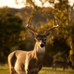 The 5 Best Trail Cameras for North Mississippi Deer Season A white-tailed buck standing in a field at sunset