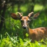 The 5 Best Deer Feeders for Alcorn County Food Plots Whitetail deer standing alert in a sunlit forest clearing at the edge of a green food plot