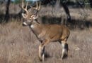 The 5 Best Ground Blinds for Alcorn County Deer Season White-tailed deer standing in a wooded field at dawn
