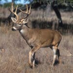 The 5 Best Ground Blinds for Alcorn County Deer Season White-tailed deer standing in a wooded field at dawn