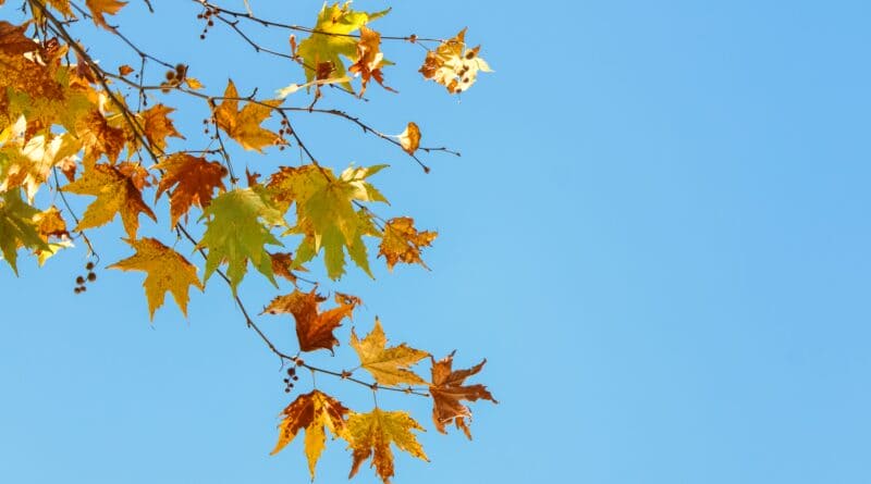 Bright autumn maple leaves against a cloudless blue sky, illustrating the sunny Corinth forecast