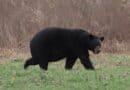 MDWFP warns black bears enter hyperphagia before winter A black bear walks through a grassy field.