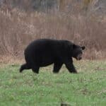 MDWFP warns black bears enter hyperphagia before winter A black bear walks through a grassy field.