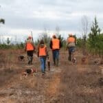 Rabbit season opens as burn bans and fire danger continue in Mississippi Three hunters in orange safety vests walk along a wooded trail with several hunting dogs.